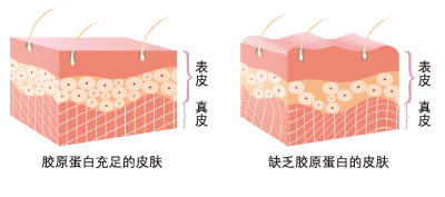 美姿力内页配图_003